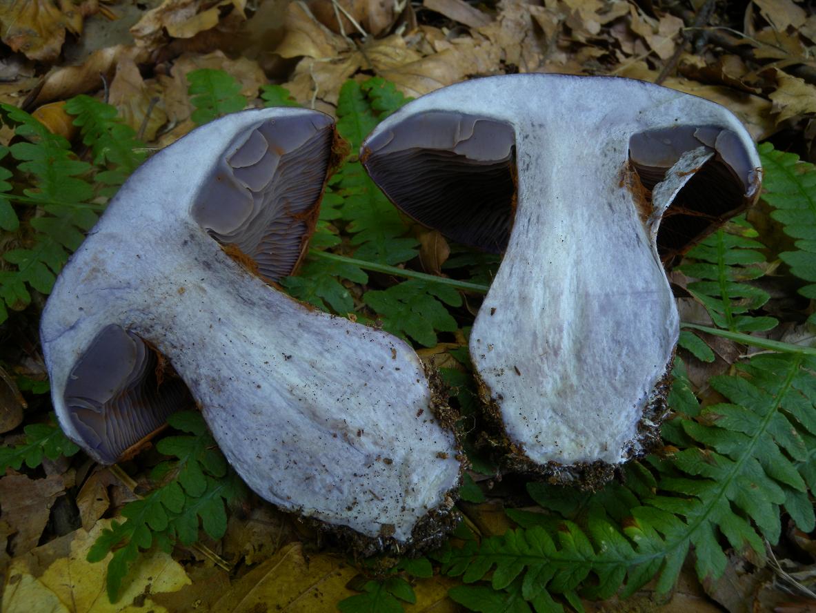 cortinario ed entoloma?